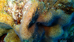 Goniastrea stelligera