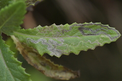 Stigmella ogygia