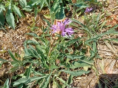 Centaurea jacea