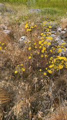 Hieracium umbellatum