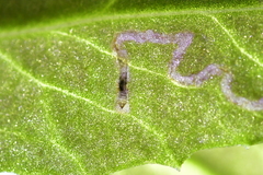Stigmella ogygia