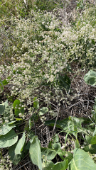 Lepidium latifolium