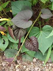 Ipomoea batatas
