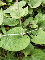 Ipomoea batatas