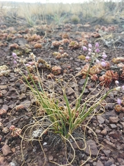 Allium