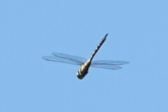 Aeshna mixta