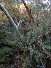 Grevillea wickhamii