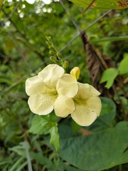 Asystasia gangetica
