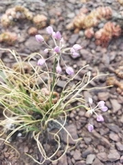 Allium