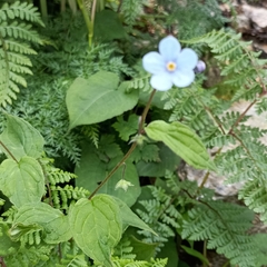 Hackelia uncinata