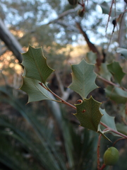 Grevillea wickhamii