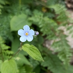 Hackelia uncinata
