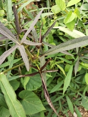 Ipomoea batatas