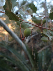 Grevillea wickhamii