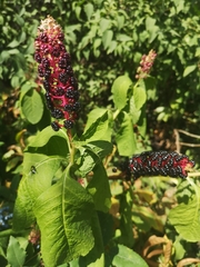 Phytolacca acinosa