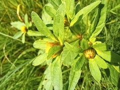 Bidens tripartita