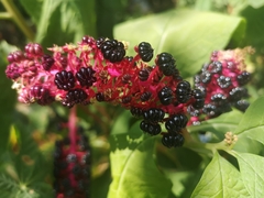 Phytolacca acinosa