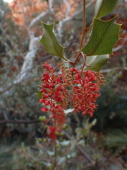 Grevillea wickhamii