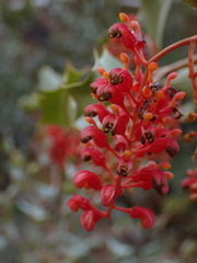 Grevillea wickhamii