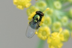 Silba