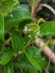 Ilex kusanoi