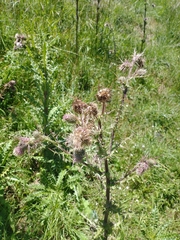 Cirsium nivale