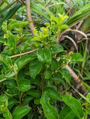 Ilex kusanoi