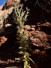 Pterocaulon serrulatum