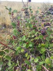 Cotoneaster melanocarpus