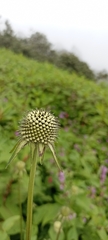 Dipsacus inermis