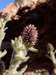 Pterocaulon serrulatum