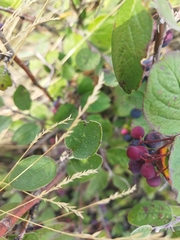 Cotoneaster melanocarpus