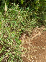 Capillipedium kwashotensis