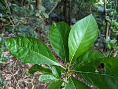 Pavetta indica