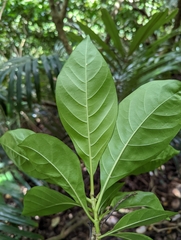 Pavetta indica