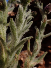 Pterocaulon serrulatum
