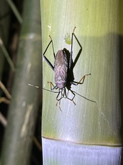 Notobitus meleagris