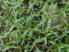 Persicaria kawagoeana