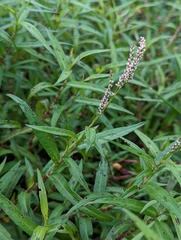 Persicaria kawagoeana