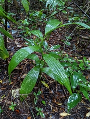 Corymborkis veratrifolia