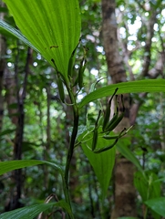Corymborkis veratrifolia