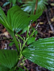 Corymborkis veratrifolia