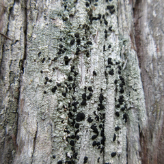 Mycoblastus sanguinarioides