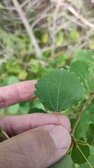 Eriophyes diversipunctatus