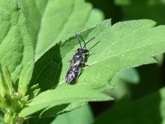 Lasioglossum sexnotatum