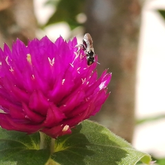 Braunsapis puangensis