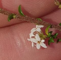 Leucopogon microphyllus