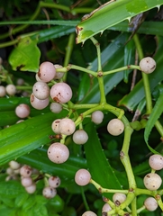 Tetrastigma lanyuense