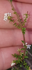 Leucopogon microphyllus