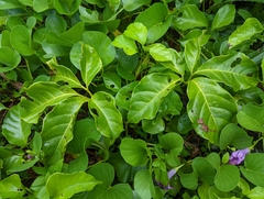 Tetrastigma lanyuense